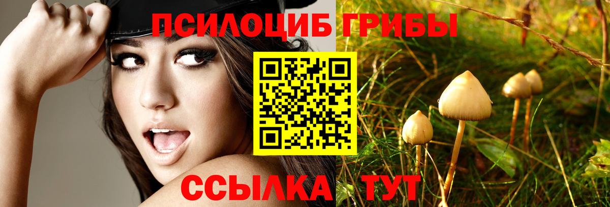 Москва  Псилоцибиновые грибы Cubensis  Вход с VPN 