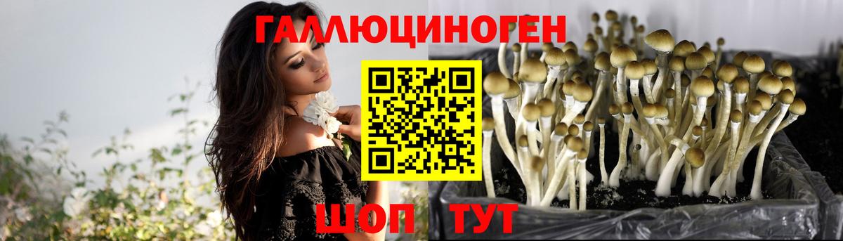 Галлюциногенные грибы Psilocybe Москва